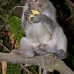 monkey_macaque_balinese_mf_ubud_v_0812_bal4519.jpg